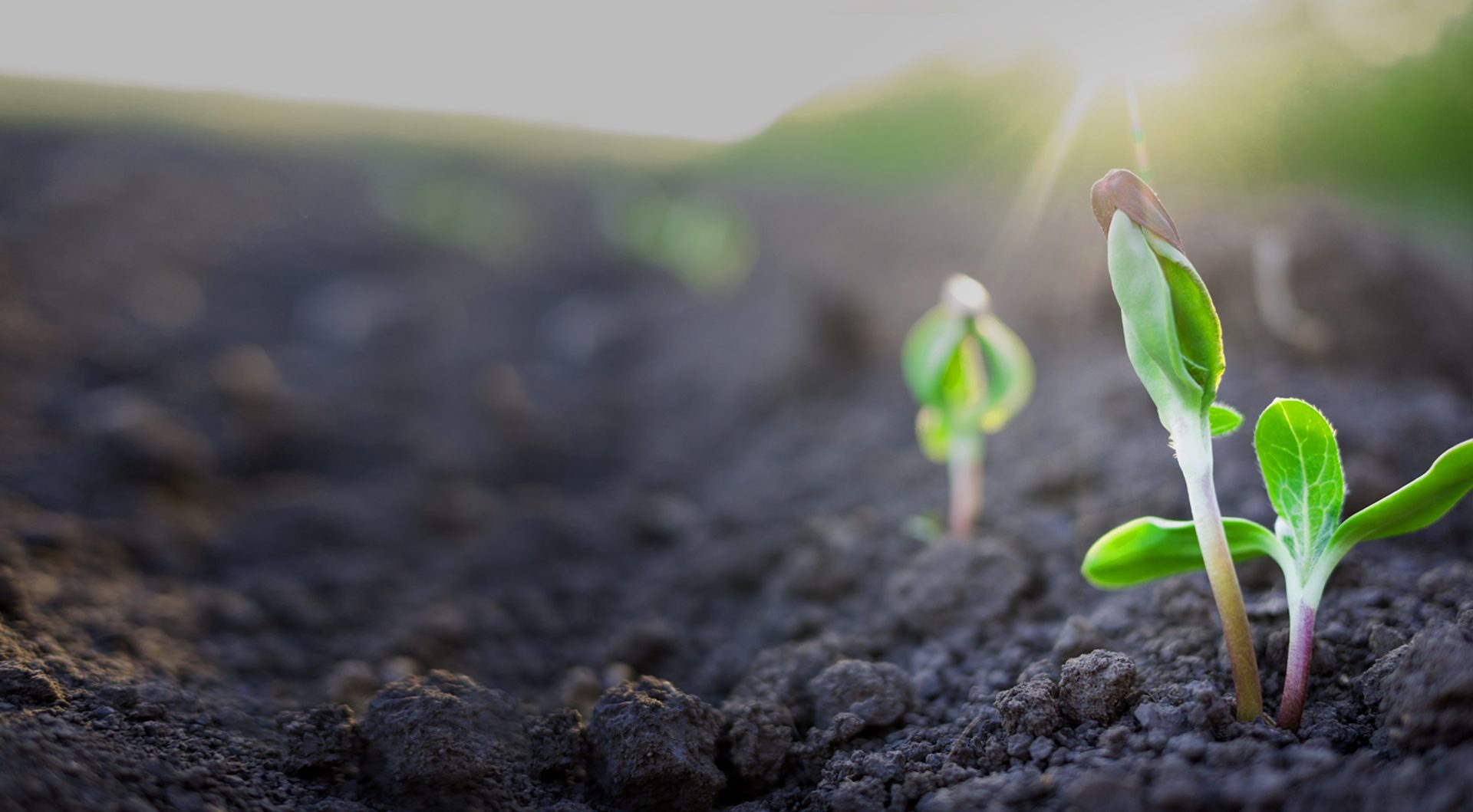 A young seedling breaking through the soil in morning light