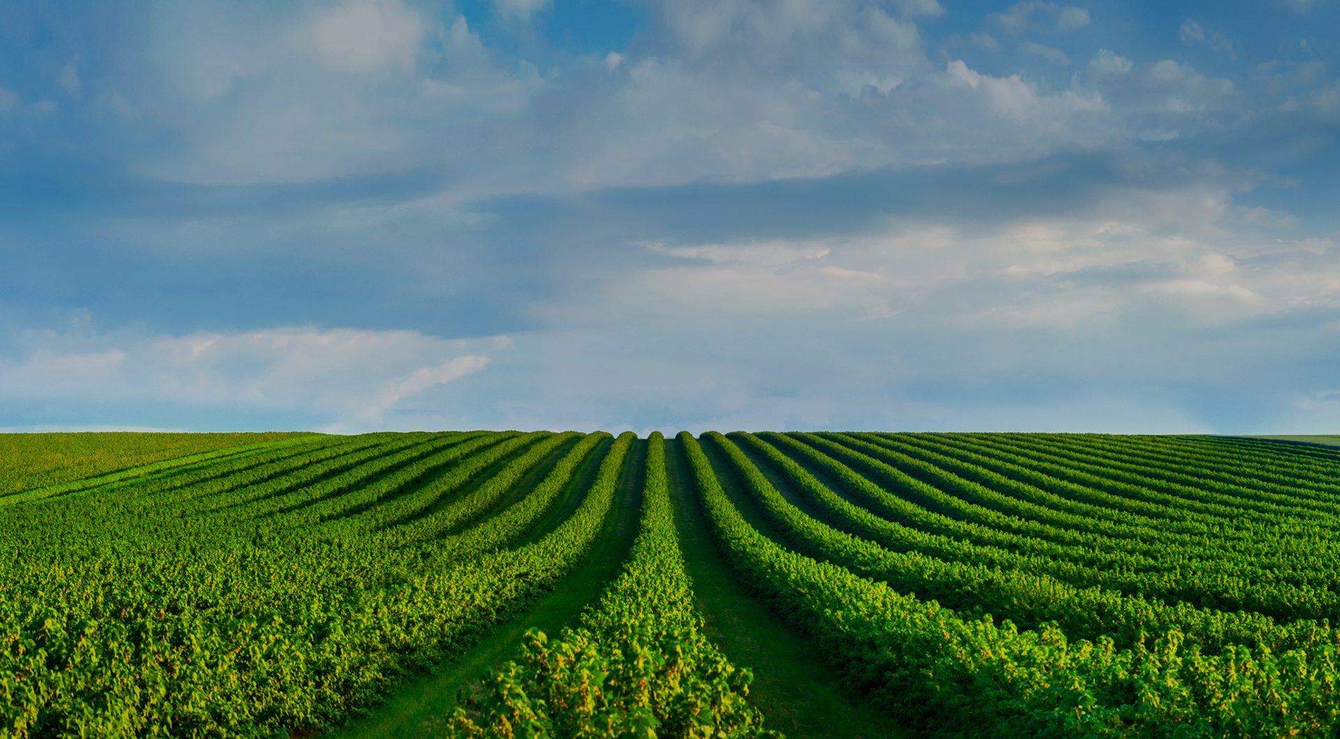 Rows of a wide green crop field